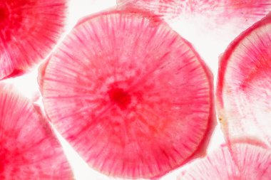 Kırmızı karpuz turp