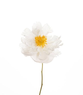 güzel Şakayık çiçeği