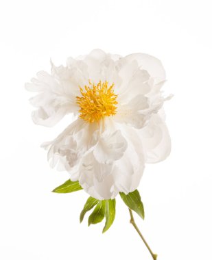 güzel Şakayık çiçeği