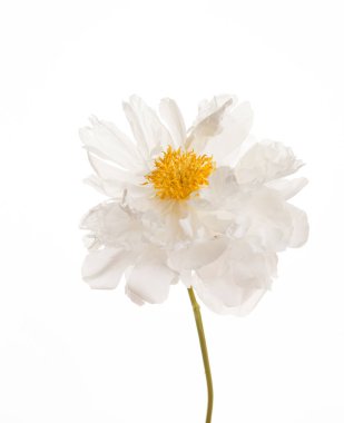 güzel Şakayık çiçeği