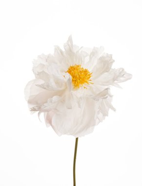 güzel Şakayık çiçeği