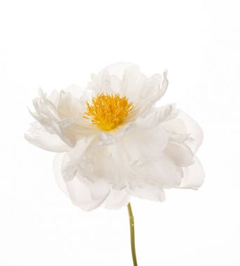 güzel Şakayık çiçeği