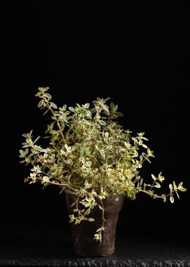 tencerede yeşil kekik