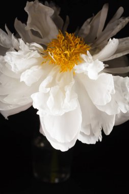 siyah arka plan üzerine Şakayık