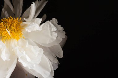 siyah arka plan üzerine Şakayık