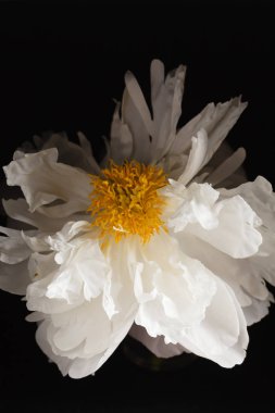 siyah arka plan üzerine Şakayık