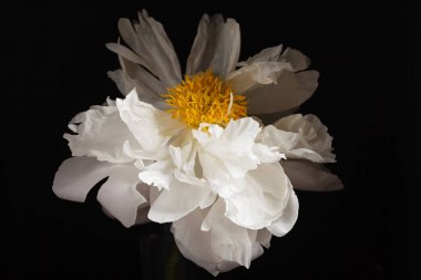 siyah arka plan üzerine Şakayık