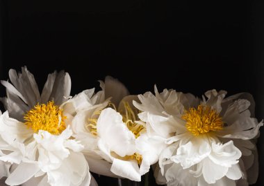 siyah arka plan üzerine Peonies