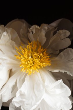 siyah arka plan üzerine Şakayık