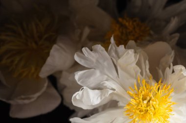 siyah arka plan üzerine Şakayık