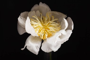 siyah arka plan üzerine Şakayık