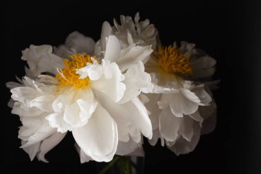 siyah arka plan üzerine Peonies
