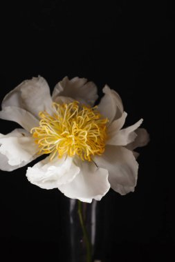 siyah arka plan üzerine Şakayık