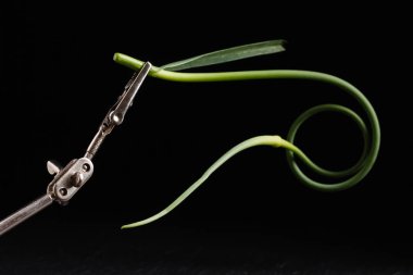 siyah sarımsak scape 