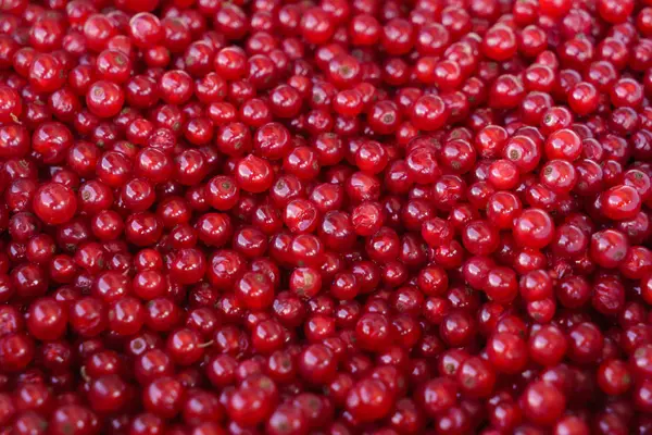 Fresh red currants — Stock Photo, Image