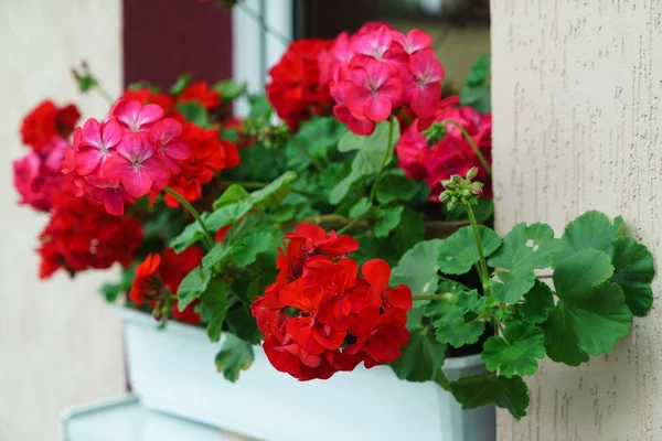 Flores vermelhas de gerânio — Fotografia de Stock