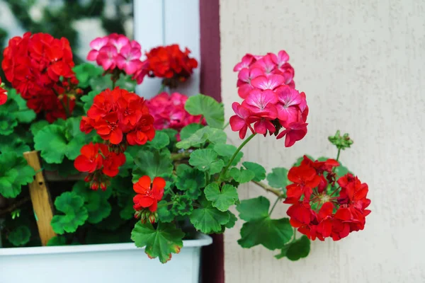 Red geranium flowers — Stock Photo, Image