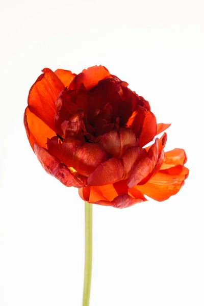 Tulipa vermelha isolada — Fotografia de Stock