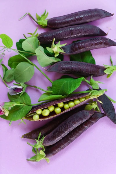 Violette Hülsenerbsen — Stockfoto