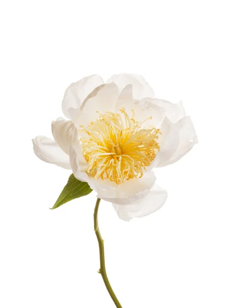 Szép pünkösdi rózsa virág — Stock Fotó