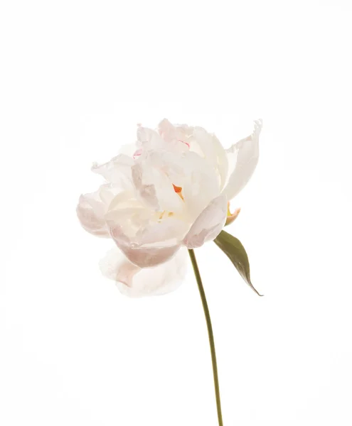 Vacker pion blomma — Stockfoto