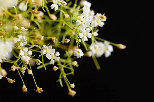 Blumen auf dem schwarzen Hintergrund — Stockfoto