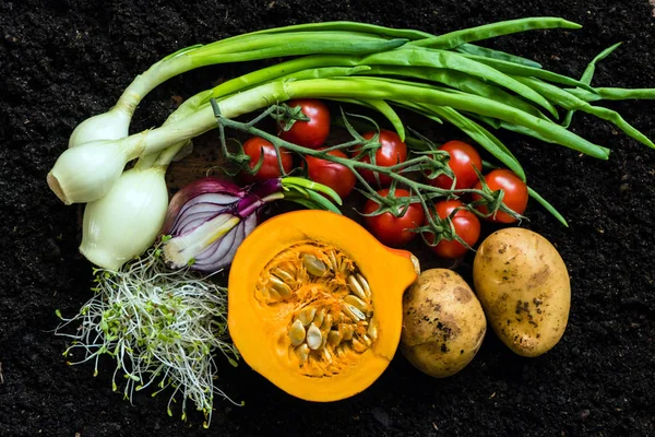 Légumes frais biologiques — Photo