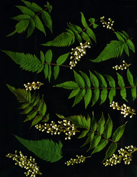 잎과 꽃으로 장식 — 스톡 사진