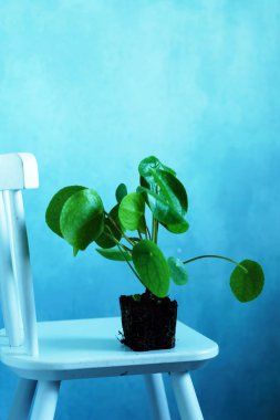 Pilea peperomioides bitki 