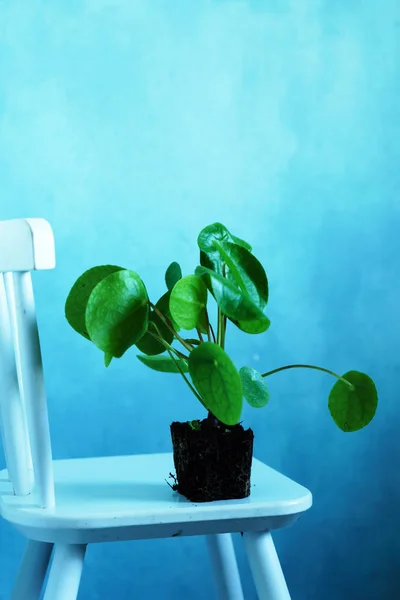 Pilea peperomioides plant — Stock Photo, Image