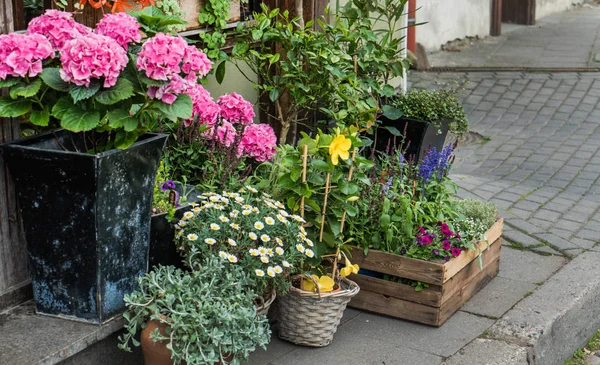 フラワー ショップの植物 — ストック写真