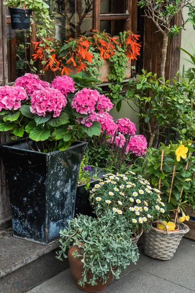 plants in flower shop