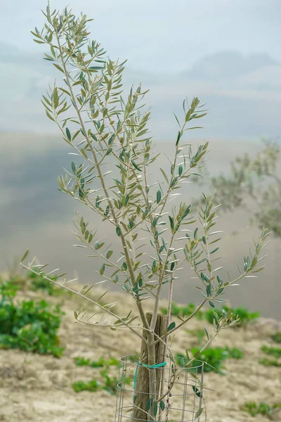 Zeytin ağaçları büyüyen — Stok fotoğraf