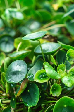 büyüyen pilea peperomioides 