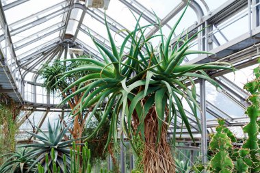 Botanik bahçesindeki bitkiler