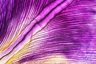 Iris petal portre