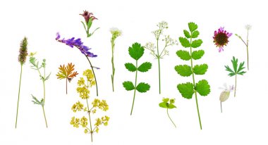 beyaz doğa kompozisyonu 