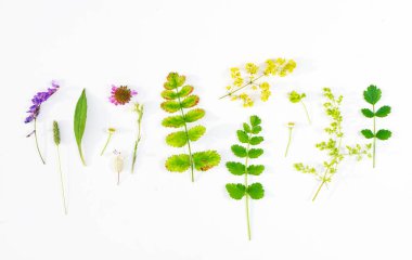 beyaz doğa kompozisyonu 