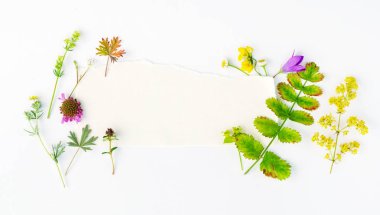 beyaz doğa kompozisyonu 