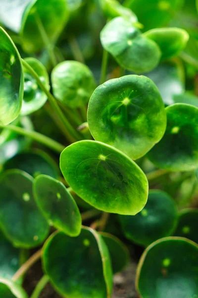 Növekvő pilea peperomioides — Stock Fotó