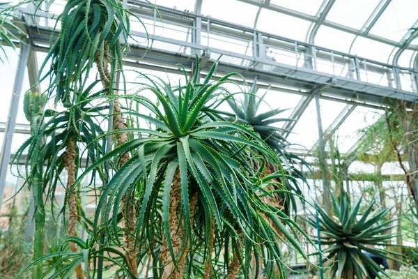 Botanik bahçesindeki bitkiler