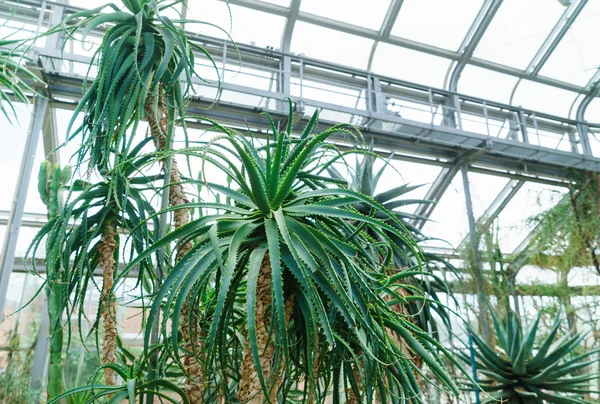 植物園の植物 — ストック写真