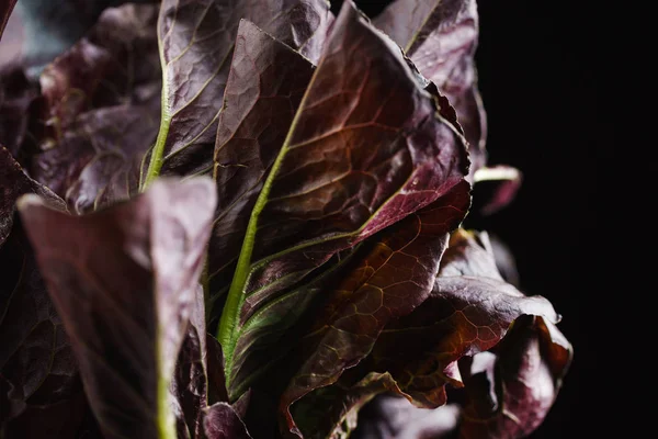 Lechuga de hoja de roble —  Fotos de Stock