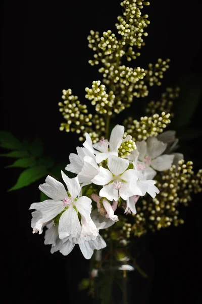 Květiny na černém pozadí — Stock fotografie