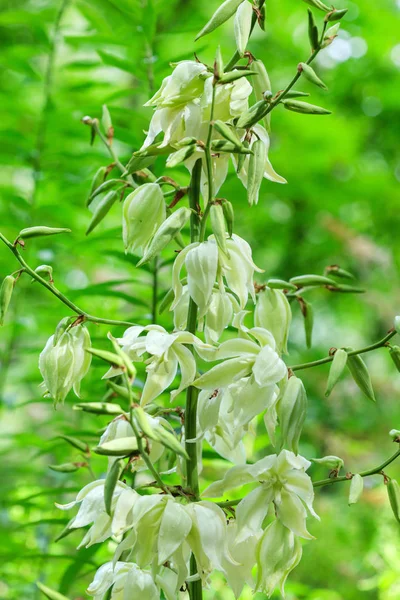 Kvetoucí yucca pěstování — Stock fotografie