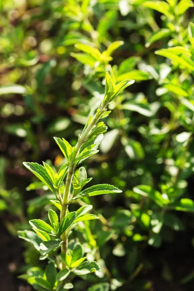 büyüyen stevia yaprağı 