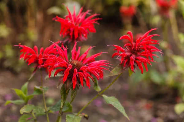 Monarda v plném květu — Stock fotografie