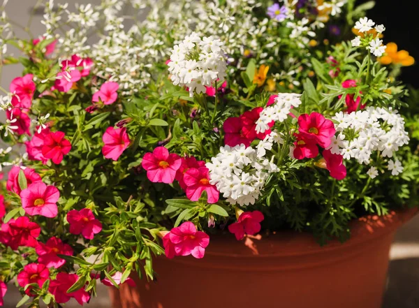 diggerent çiçekleri