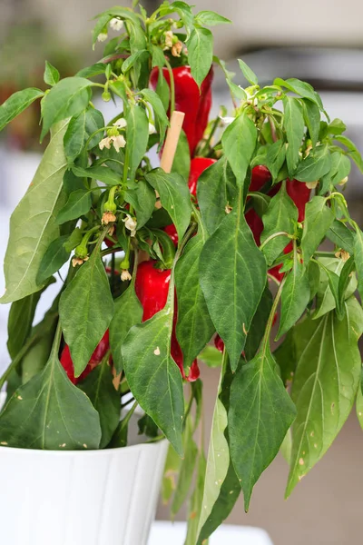 Paprika i potten — Stockfoto