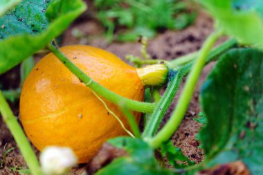 bahçede büyüyen balkabağı 